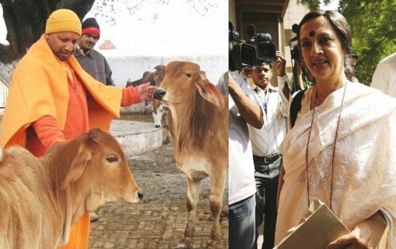 Brinda Karat wishes to be a 'Cow' at UP : But no condemnation for BSF Officer's murder in Tripura by Cow Smugglers